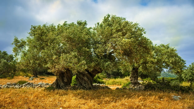 If you want to buy an olive grove....