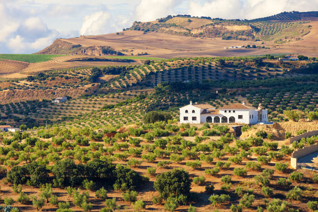 If you want to sell your olive grove...