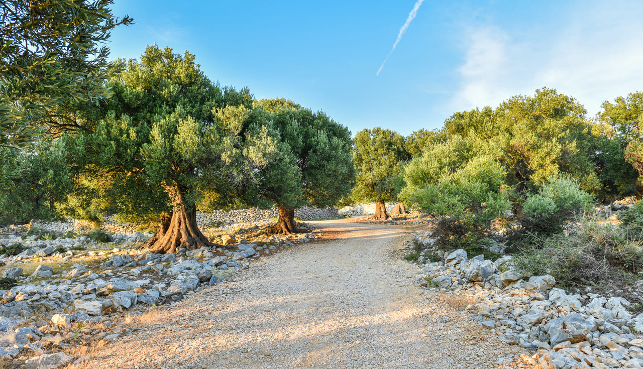 Reasons to Buy an olive grove or an oil mill with Rimontgó
