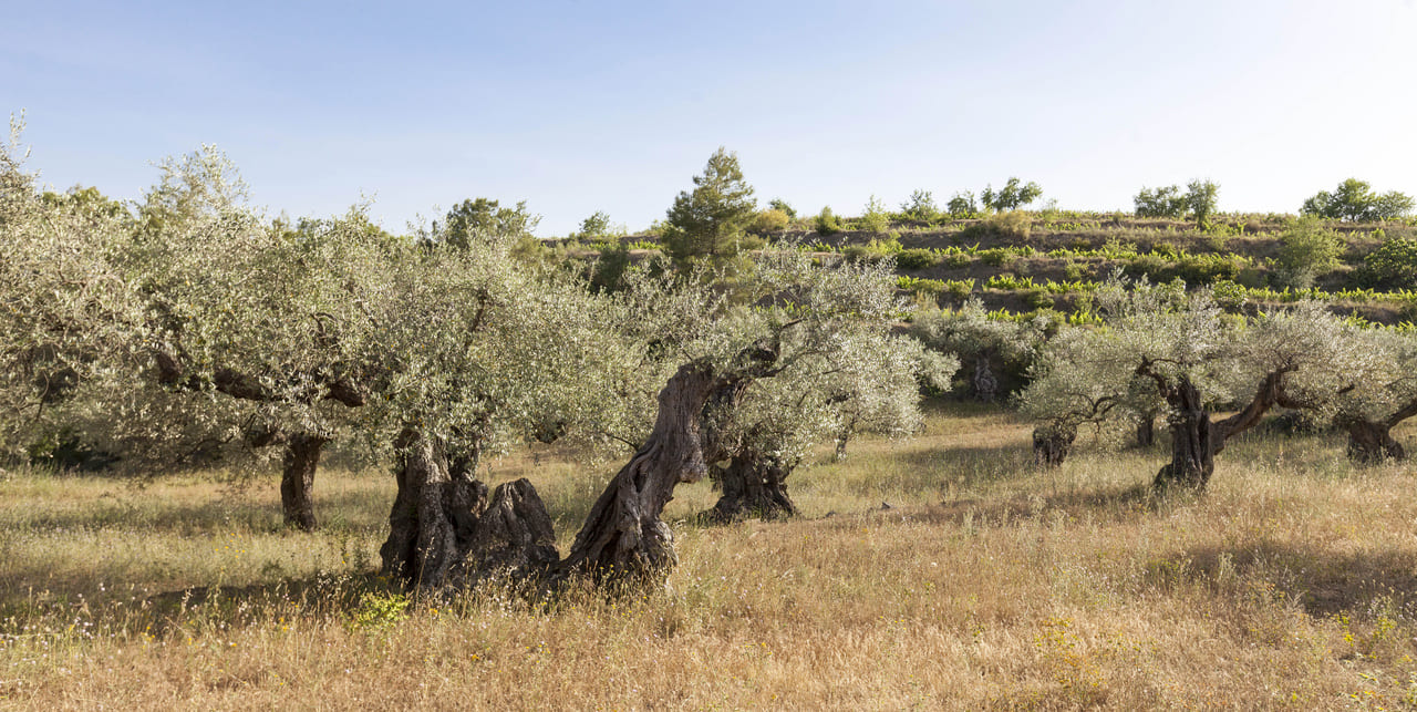 Razones para vender su olivar o almazara