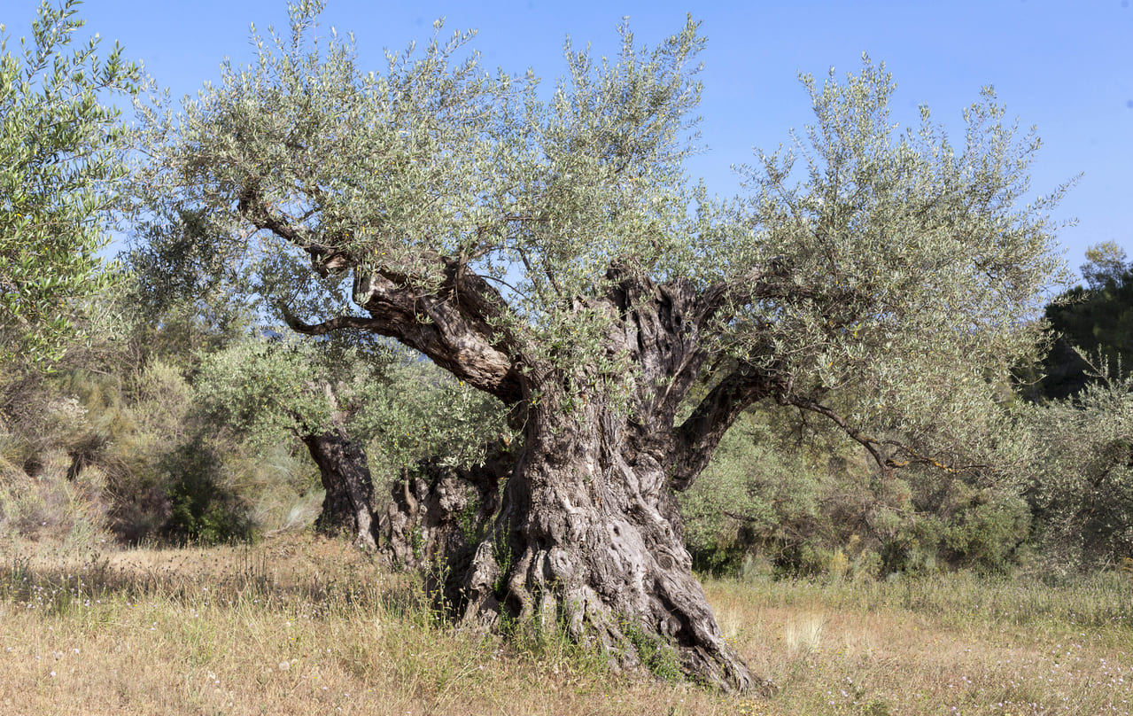 El camino hacia la venta de su olivar o almazara