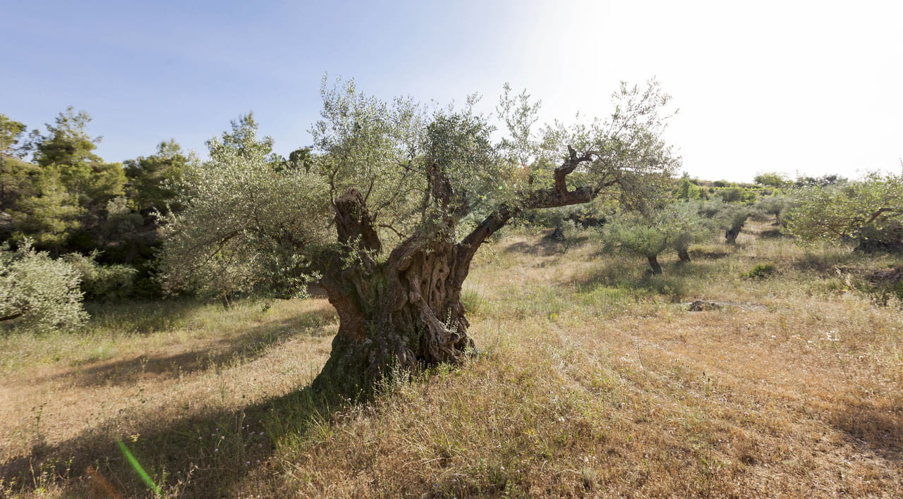 Selling your olive grove or olive mill: ready to make the decision?