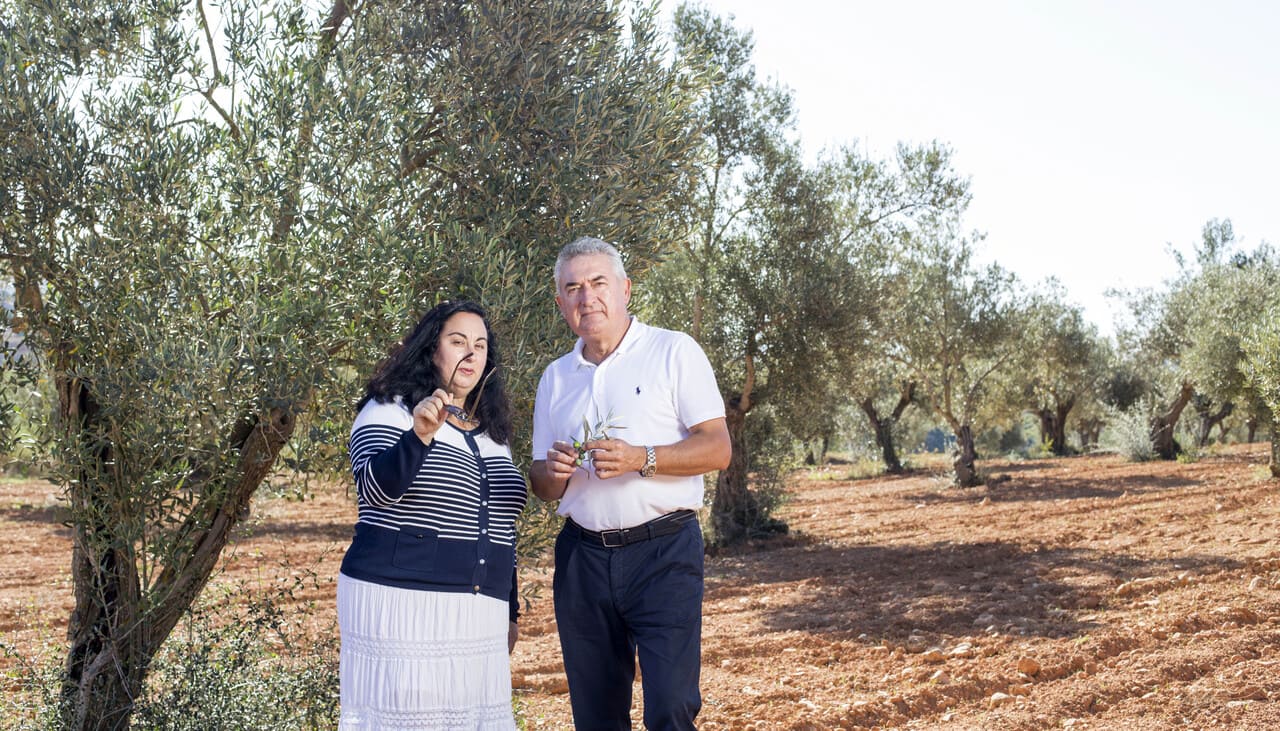 Why buy an olive grove or an oil mill with Rimontgó?