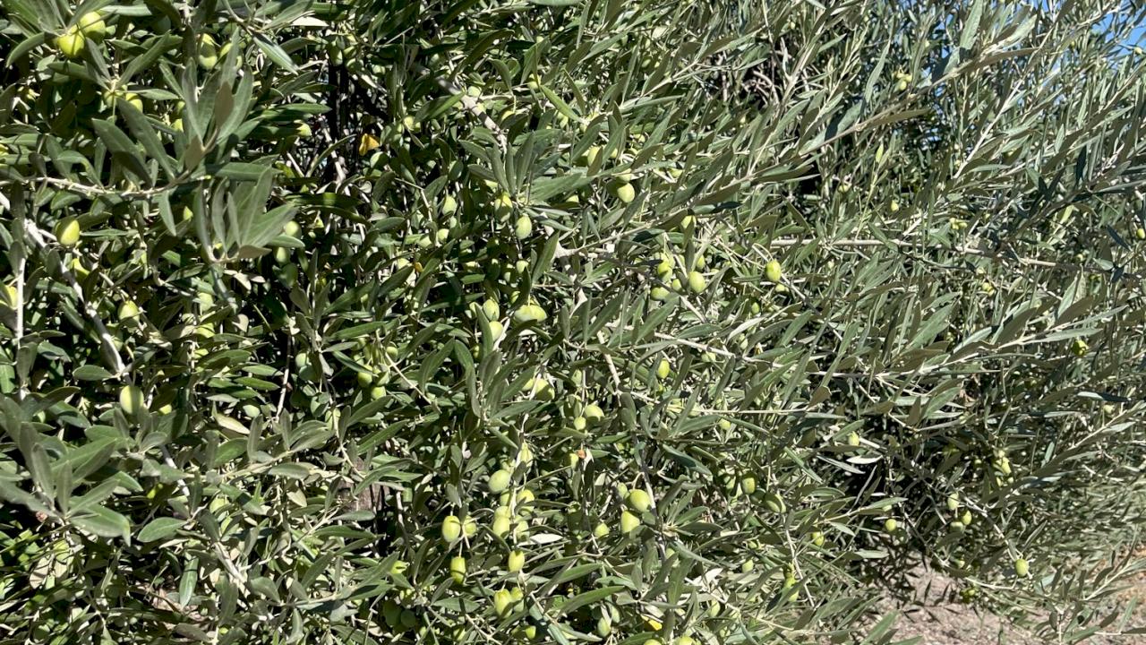 Finca de olivos con 550 ha de olivar, almazara y cortijo.