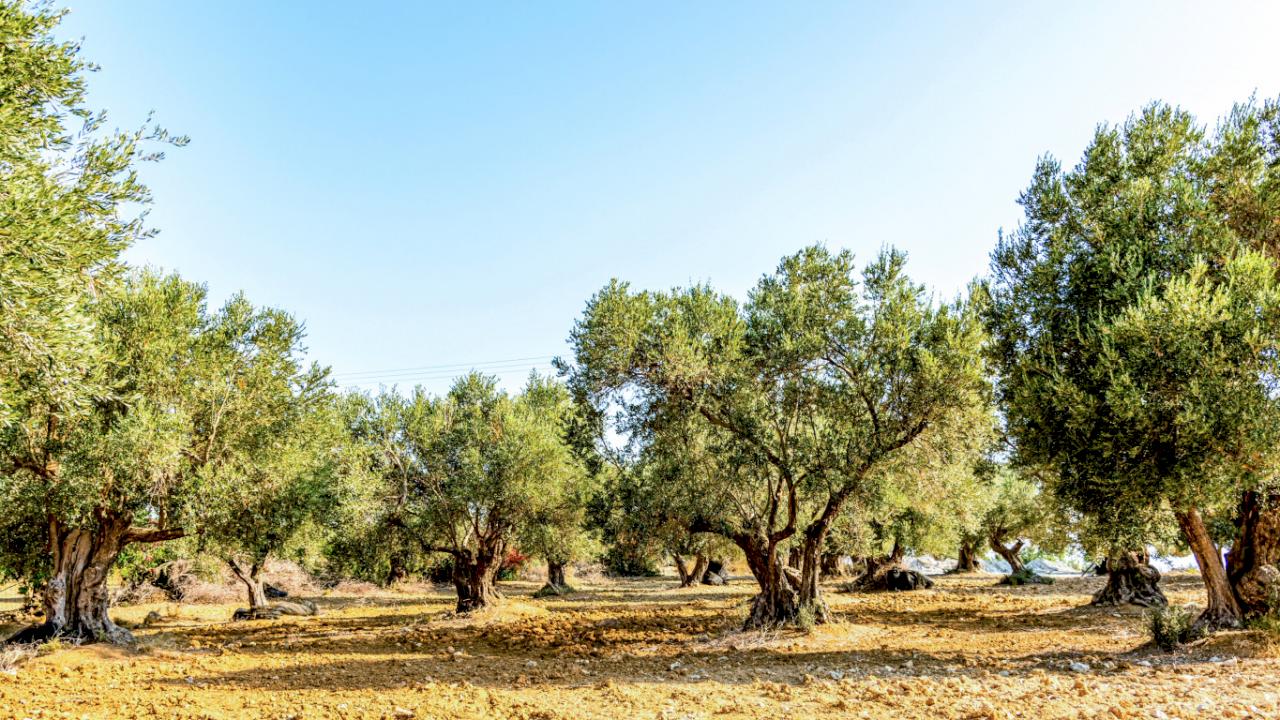 Farm with 230 ha of olive trees