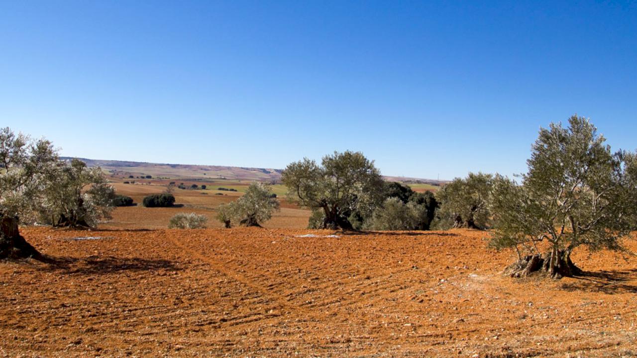 Olive grove and farmhouse in the Levante area.