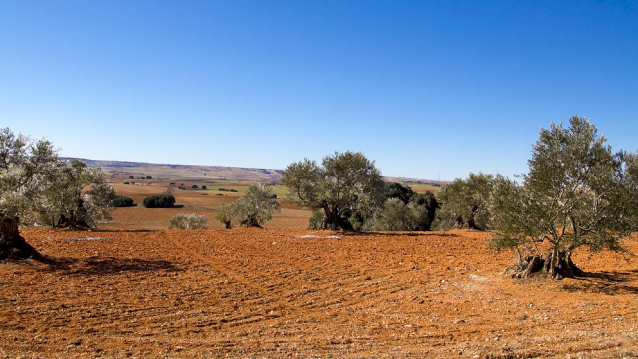 Finca a la venta en el Levante.