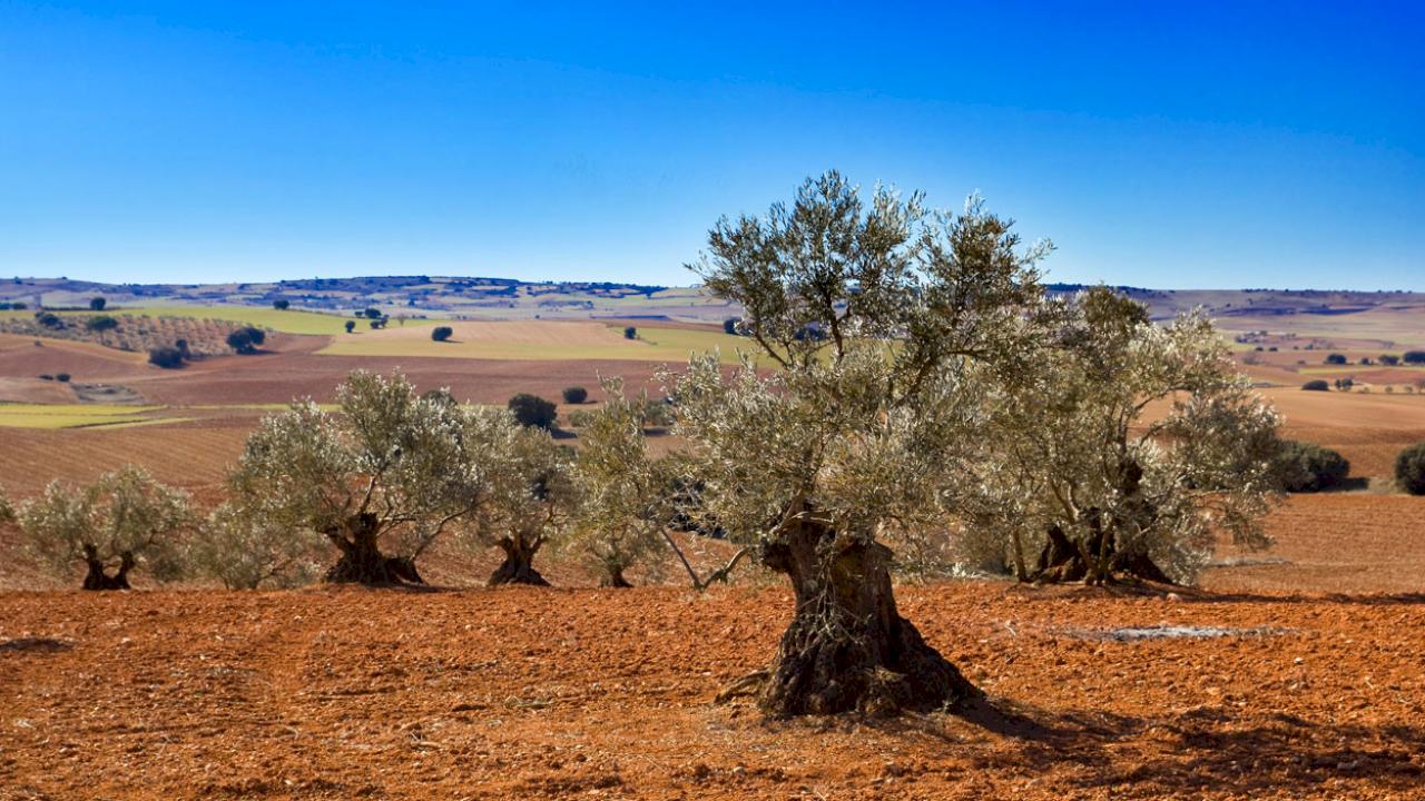 Farm with Cortijo, olive trees and vineyards.