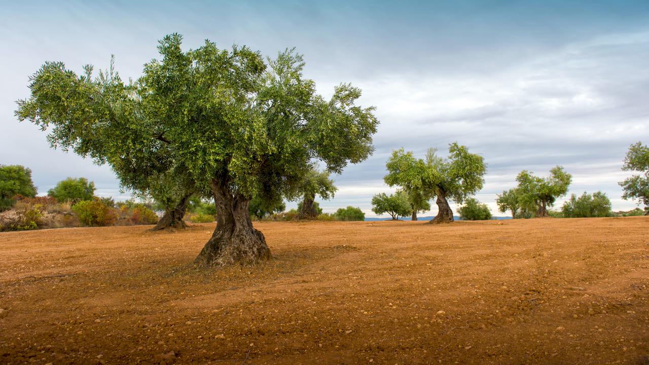 Finca de olivos con 1000 ha, almazara y Cortijo