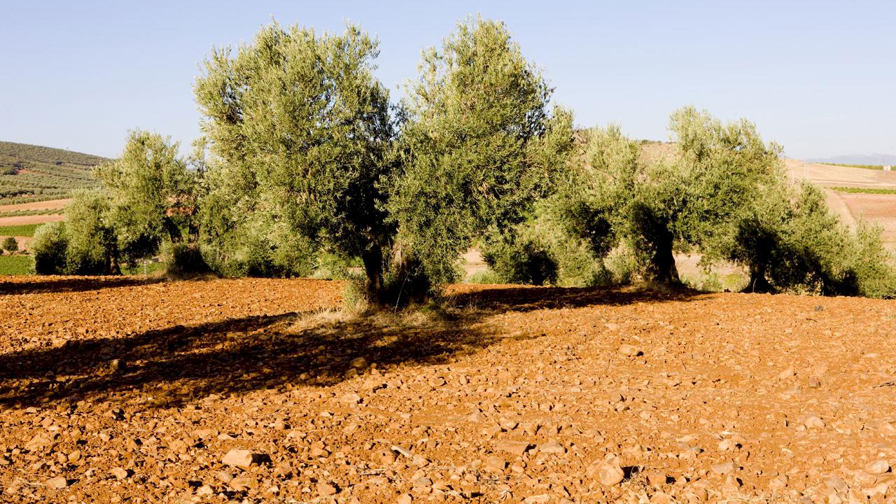 400 ha farm with intensive olive grove and vineyards.