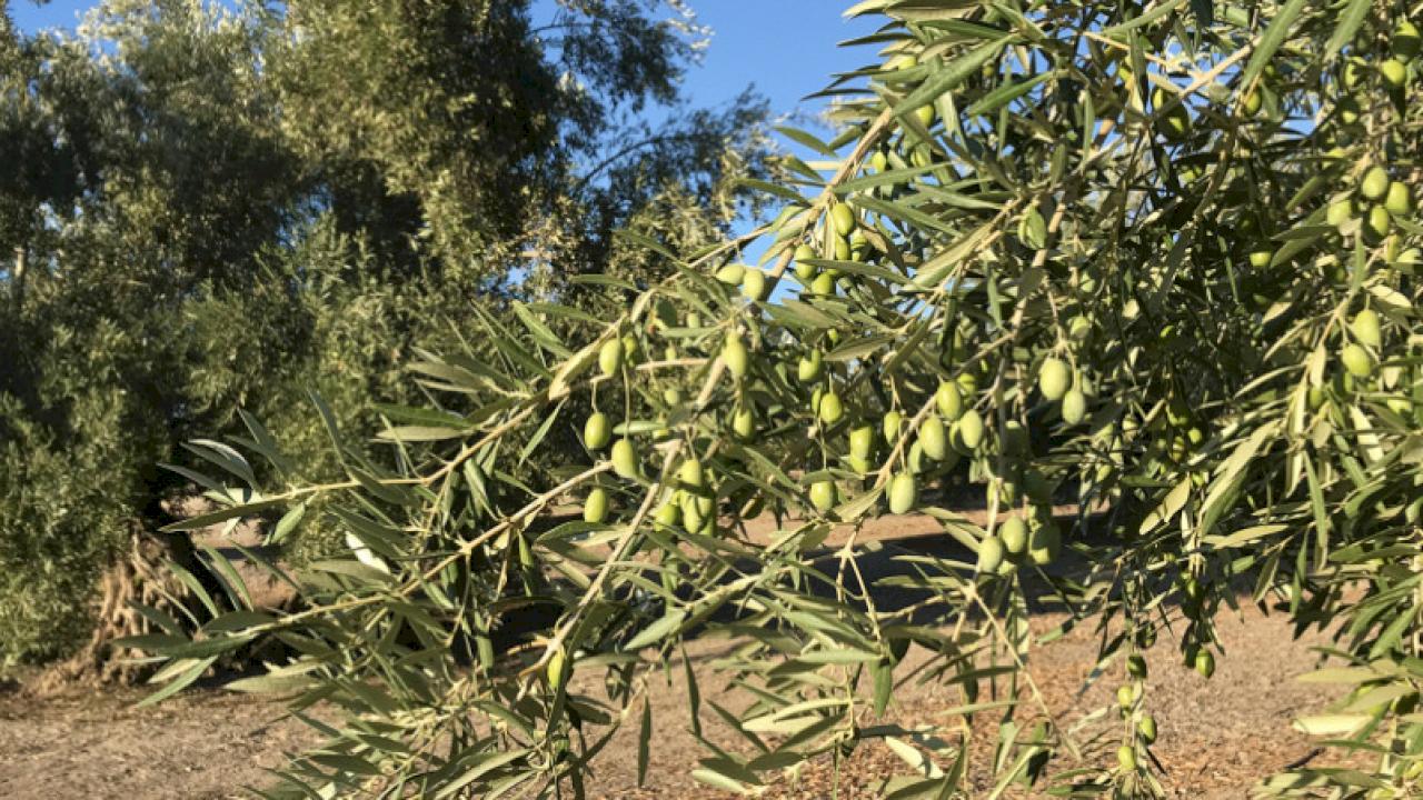 Farm with 220 ha of olive trees.