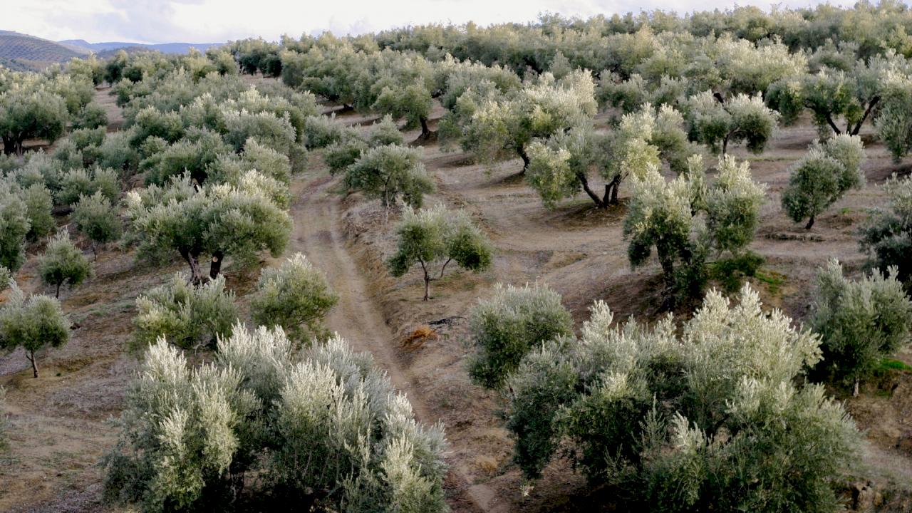 Finca de 1000 ha de olivos y almazara