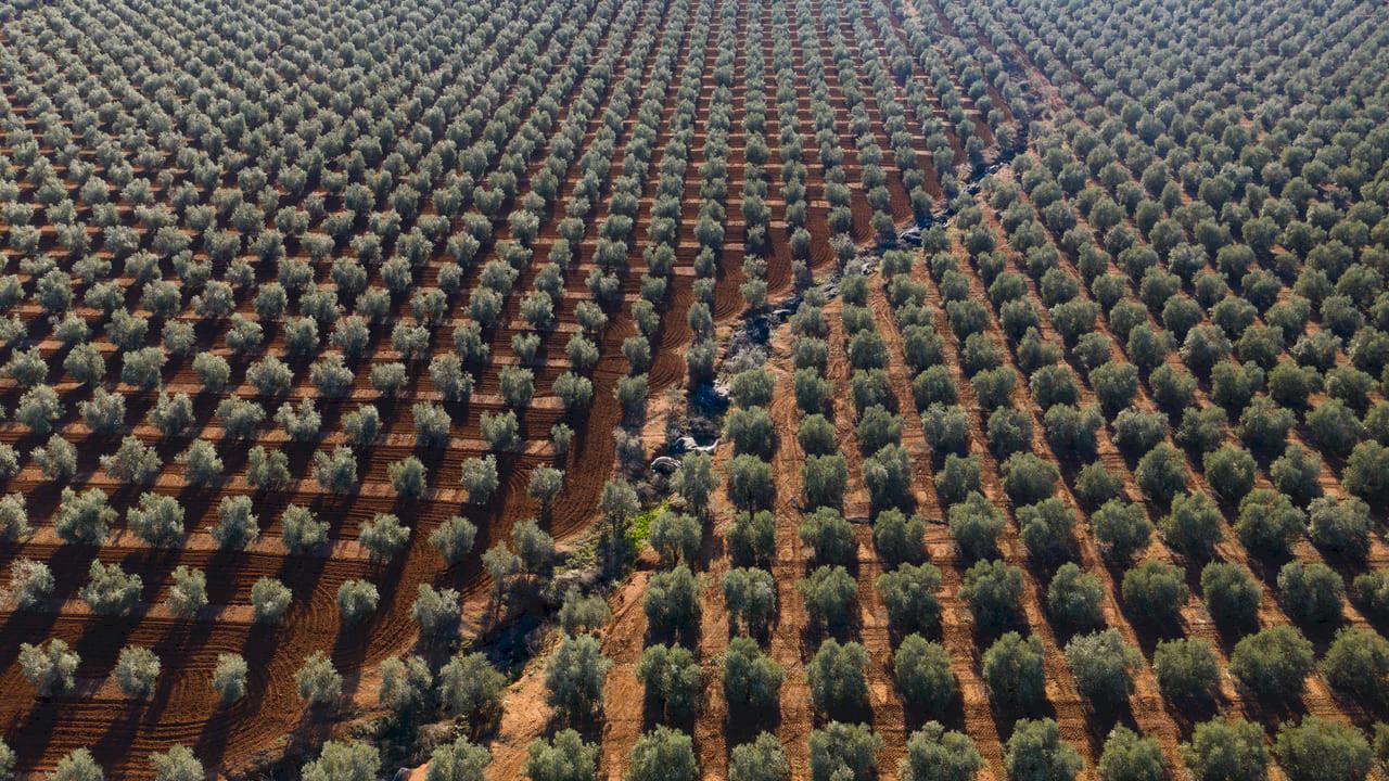 Olive grove and olive oil mill with 50 ha planted.