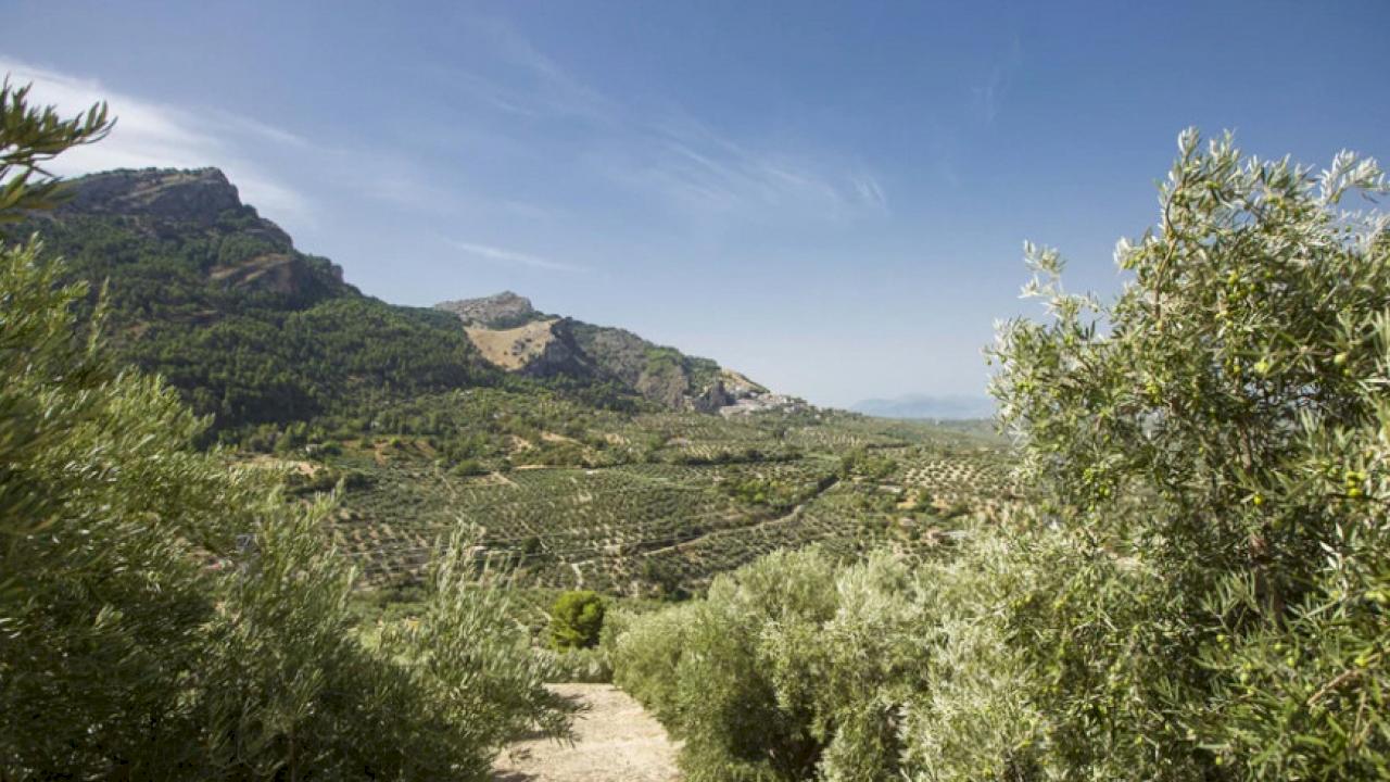 Farm with farmhouse and 64 hectares of olive trees.