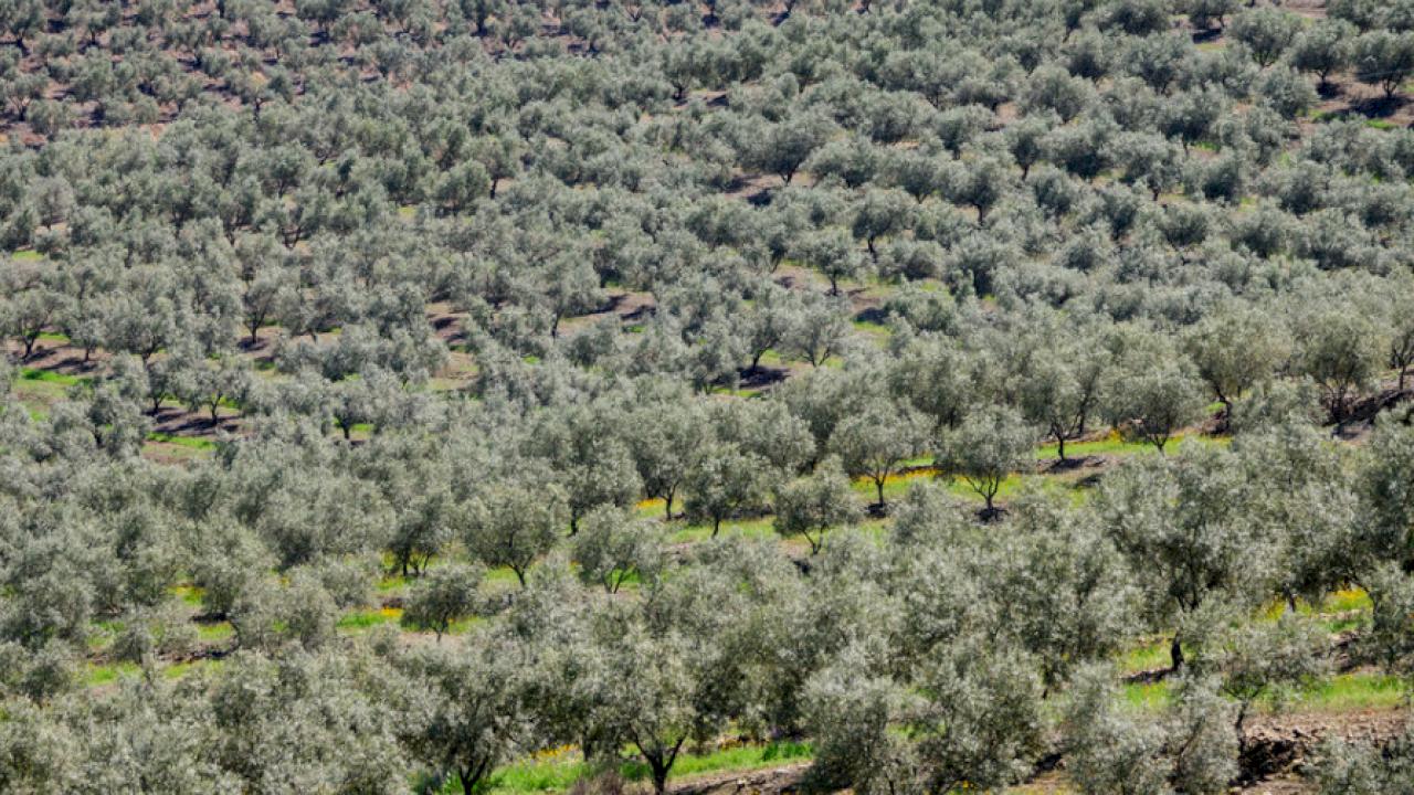 800 ha de olivar intensivo con vivienda y almazara.