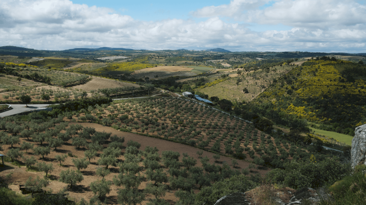 150 ha, 80 ha of olive trees with a new oil mill and 60 ha of almond trees, the rest vineyard.