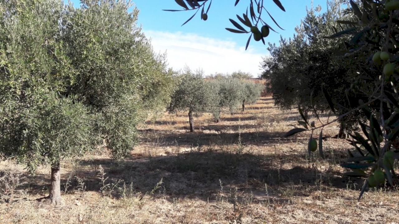 40 ha, 25 de olivar y 10 de viñedos con bodega y almazara.