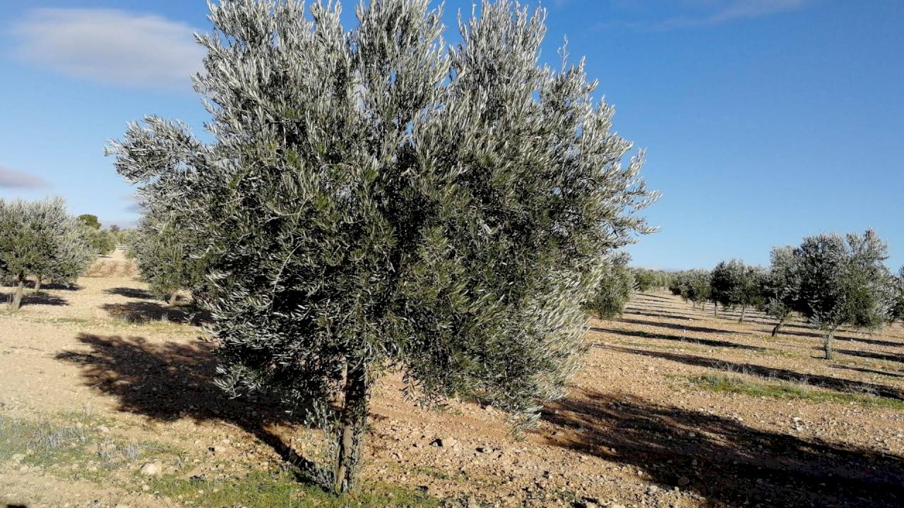 Almazara boutique con 32 ha de olivos en ecológico