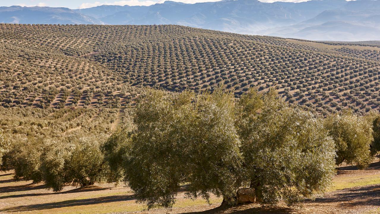 Cortijo with 15 ha of olive trees
