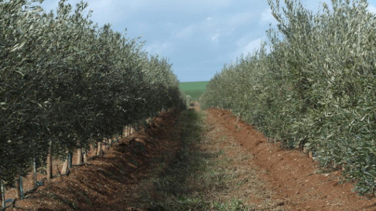 65 ha Estate with exceptional new Cortijo, part with super intensive olive grove and the rest ready for planting.