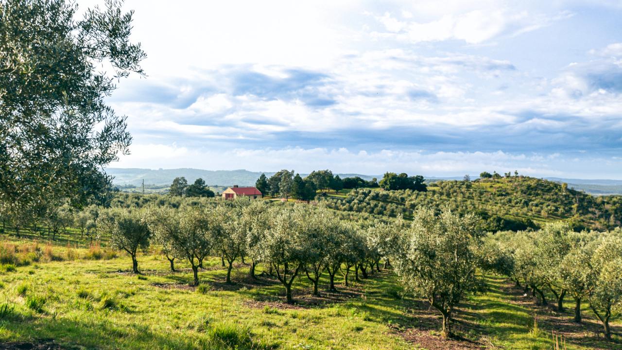 Olive Farm with 212 hectares of olive trees in URUGUAY.