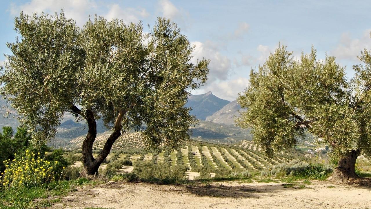 Finca con almazara y 30 ha de olivos.