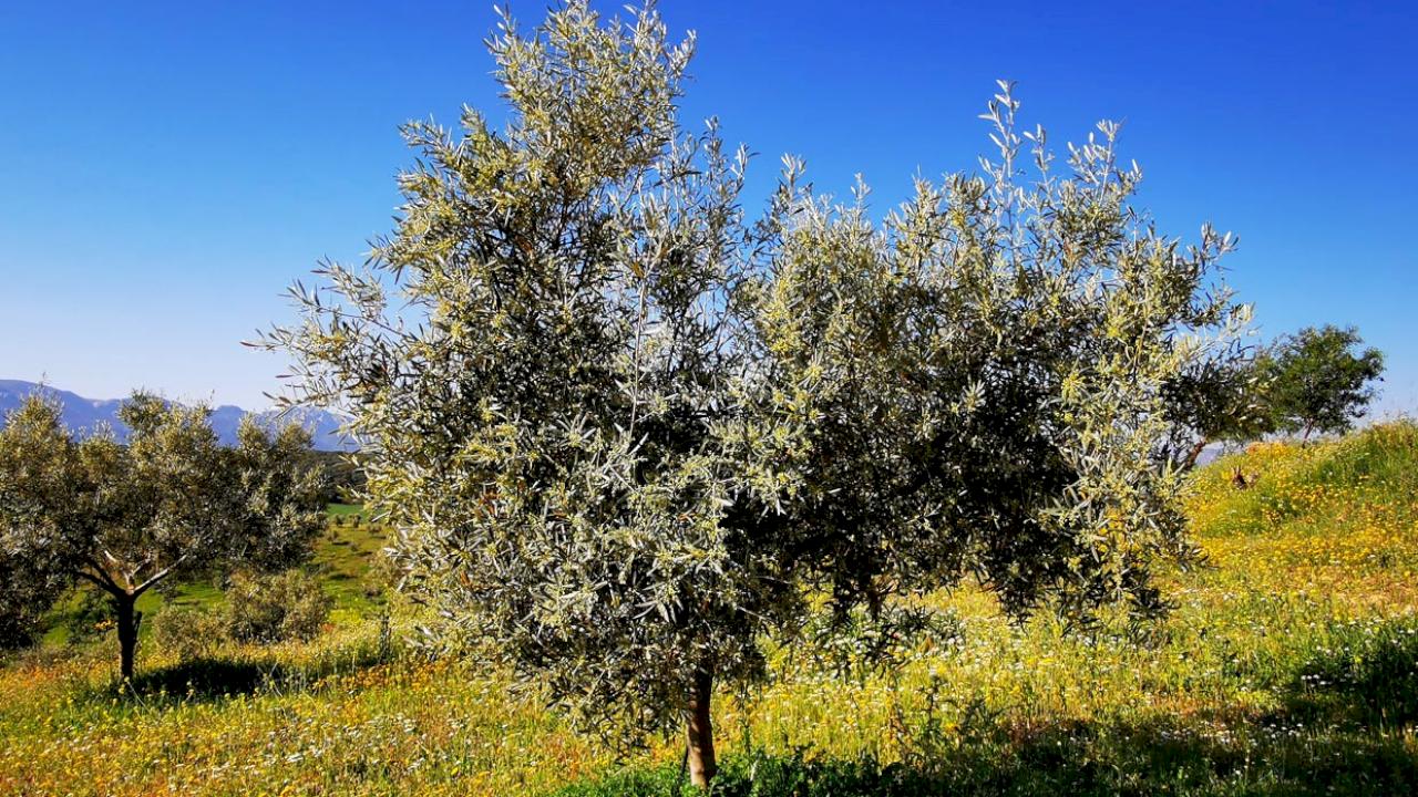 27 hectare organic olive farm with established business