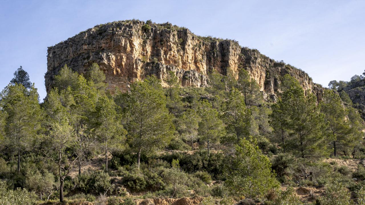 550 hectares of forest planted with 1,100 olive trees and a farmhouse.