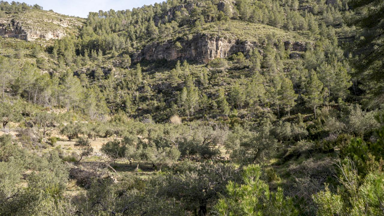 250 hectares of woodland with an irrigated olive grove and farmhouse