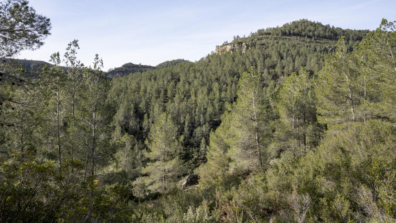 140 hectares of forest with olive trees and a farmhouse.