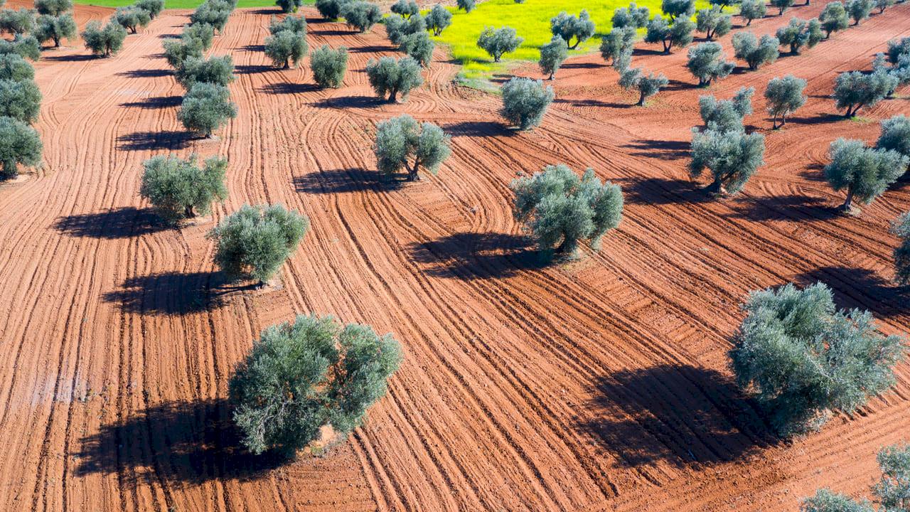 50 ha of olive trees