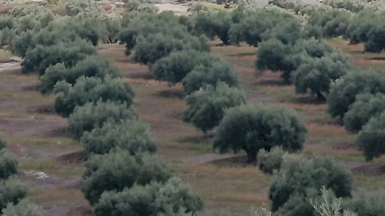 Country house with equestrian facilities and 600 olive trees.