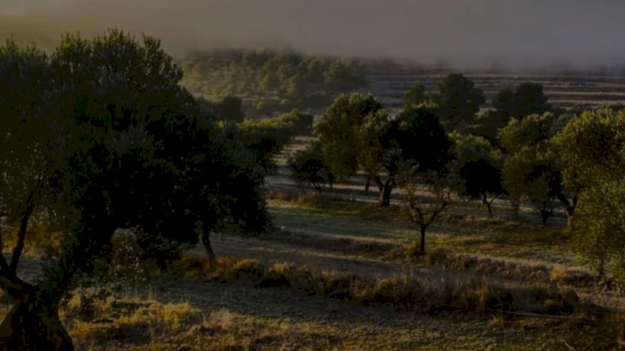 Organic Olive grove with house and it's own olive oil brand.