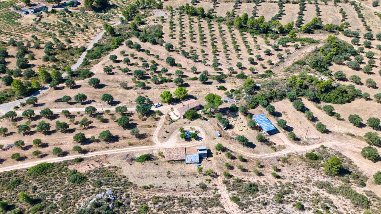 Organic Olive grove with house and it's own olive oil brand.