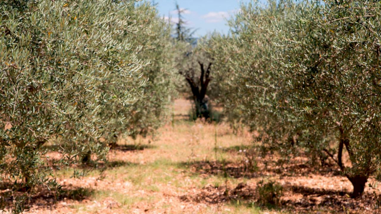 Finca de 210 ha de olivos.